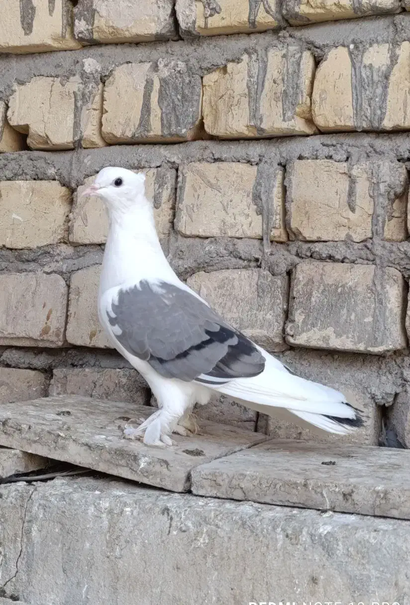 پشت سبز کاکلی سرخ سینماش گرفتنی|پرنده|قم, آزادگان|دیوار