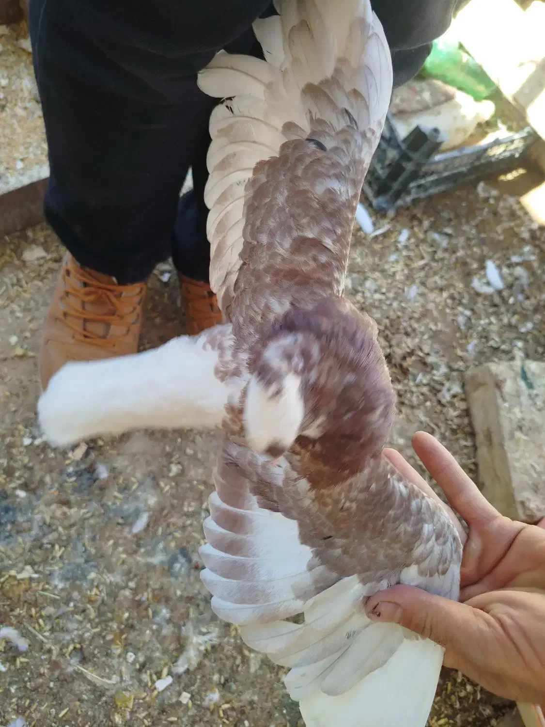 کفتر فروشی هوایی نر چهار تا باهم 700تکی 200|پرنده|طبس, |دیوار