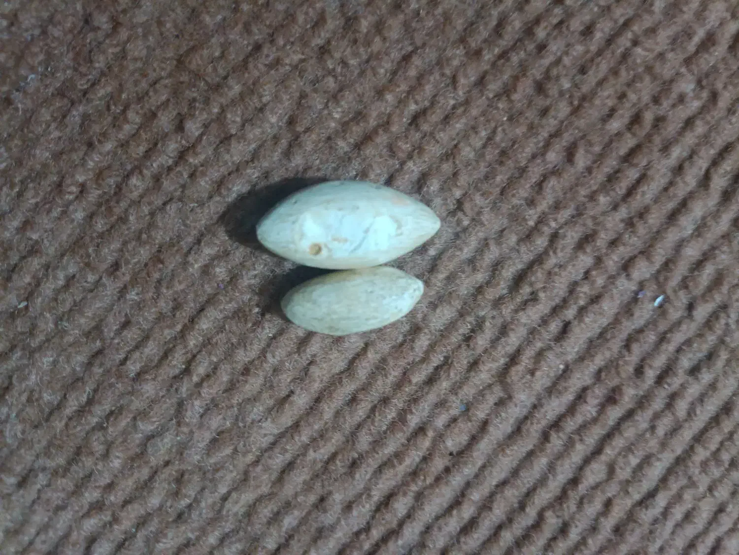 مهره|کلکسیون اشیاء عتیقه|گالیکش, |دیوار