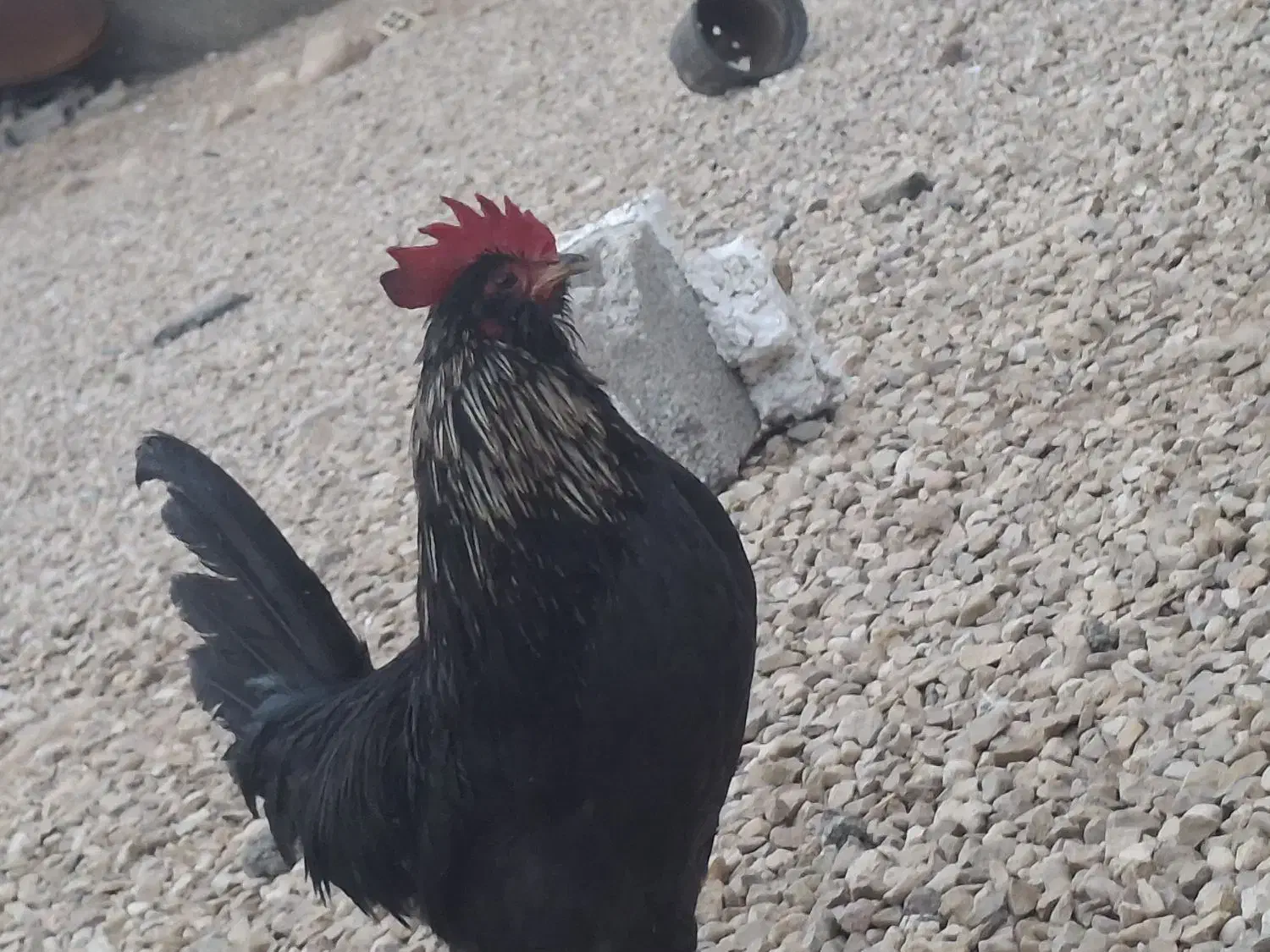 مرغ خروس|حیوانات مزرعه|خورموج, |دیوار