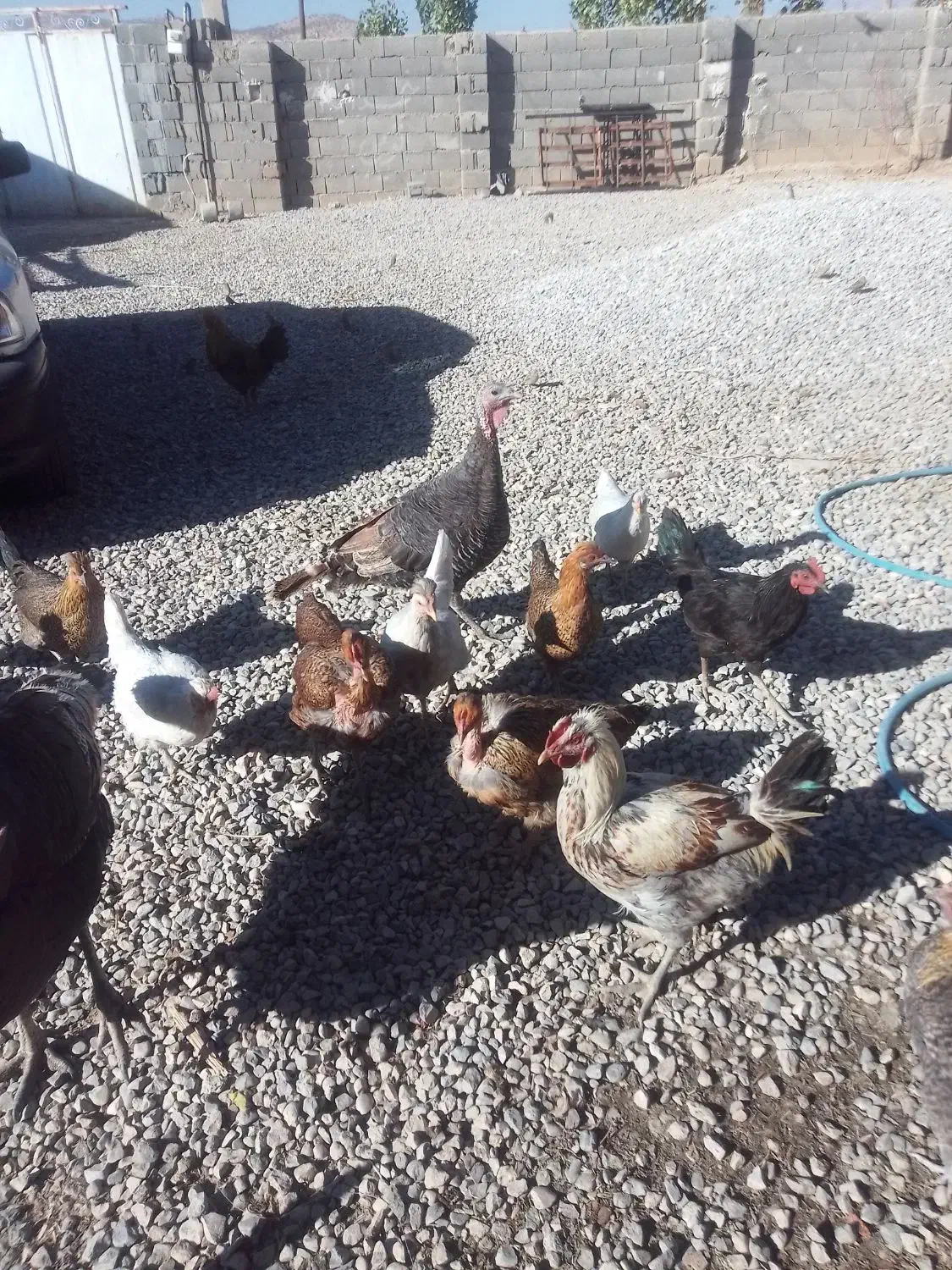 مرغ وخروس|حیوانات مزرعه|چیتاب, |دیوار