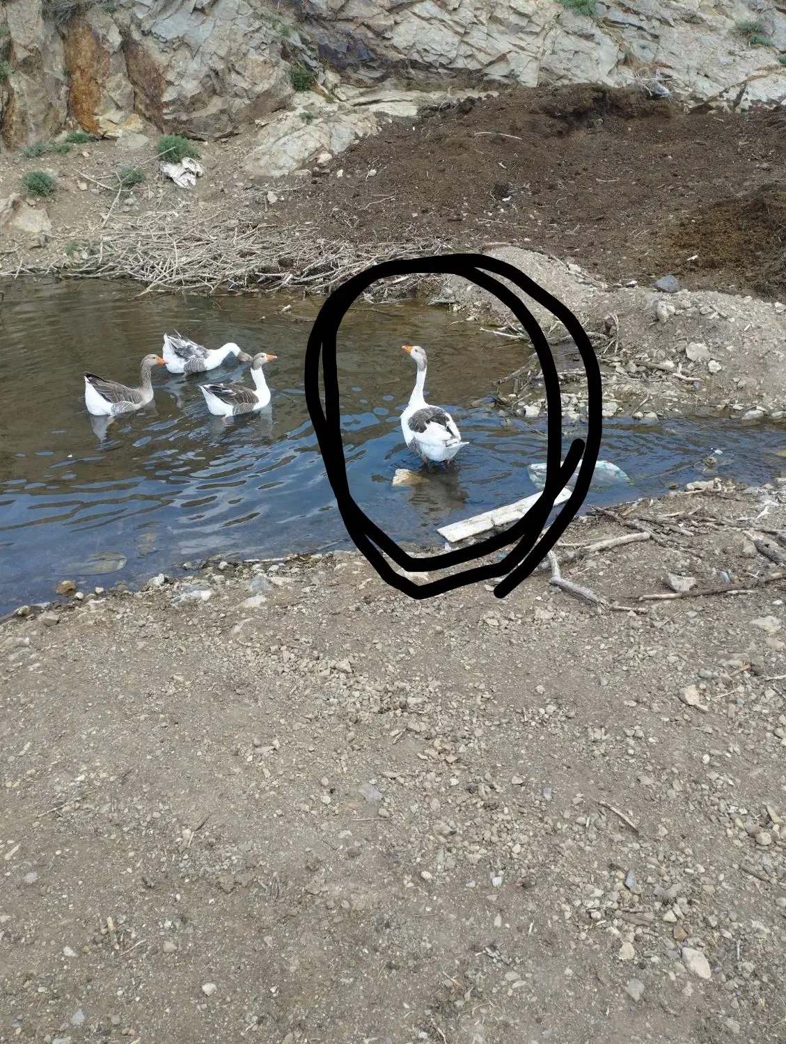 غاز|حیوانات مزرعه|اهر, |دیوار