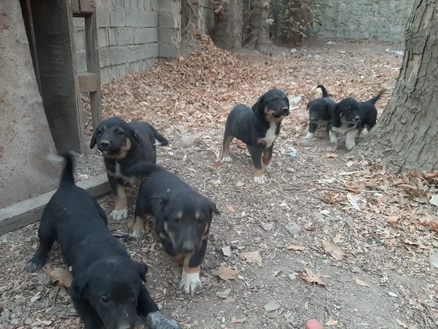 توله سگ فروشی|سگ|کرج, حصار سرجوب|دیوار