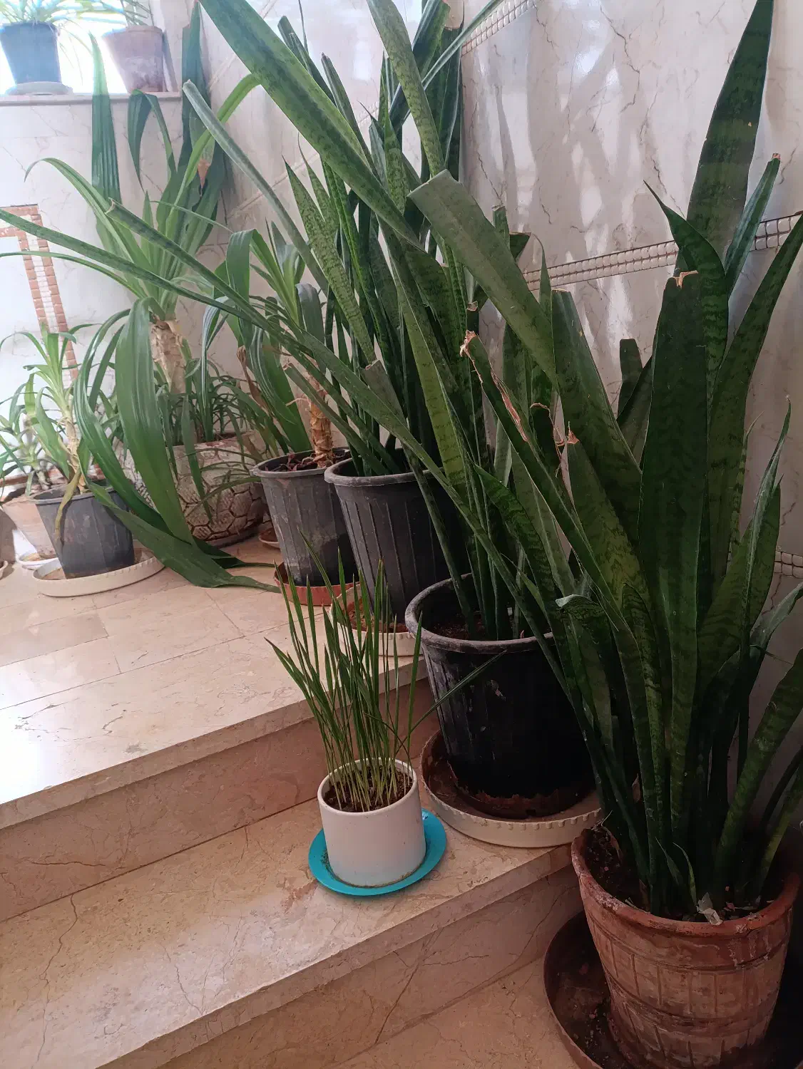 گل سانسوریا|گل و گیاه طبیعی|شیراز, شهرک امام حسن|دیوار