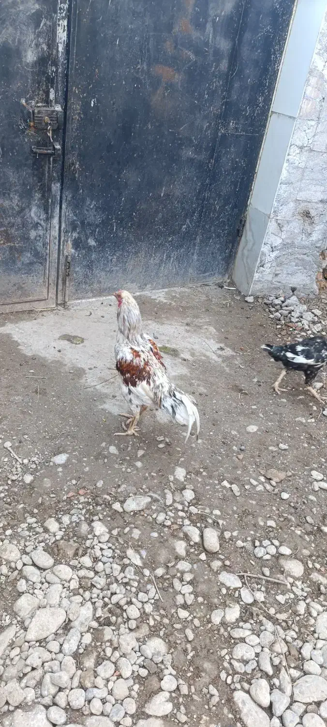 فروش مرغ خروس لاری طوس مرغ چیل|حیوانات مزرعه|علی‌آباد کتول, |دیوار