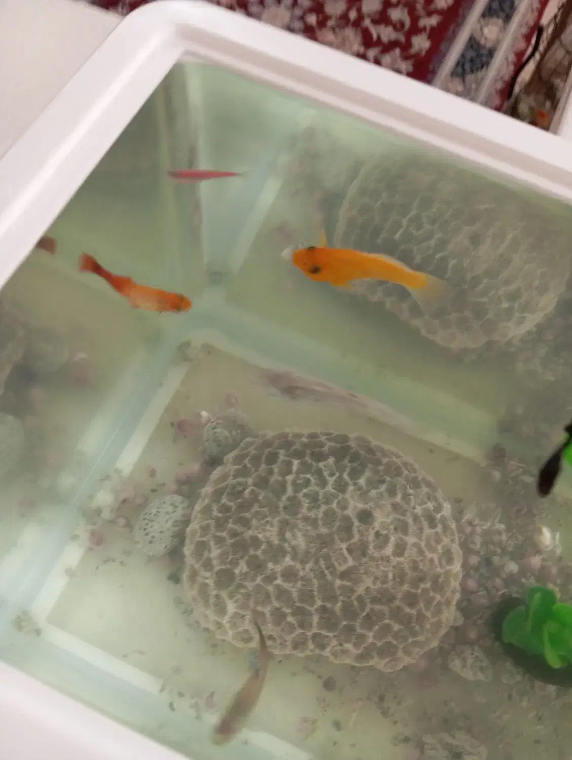 ماهی پلاتی|ماهی|بندرعباس, |دیوار