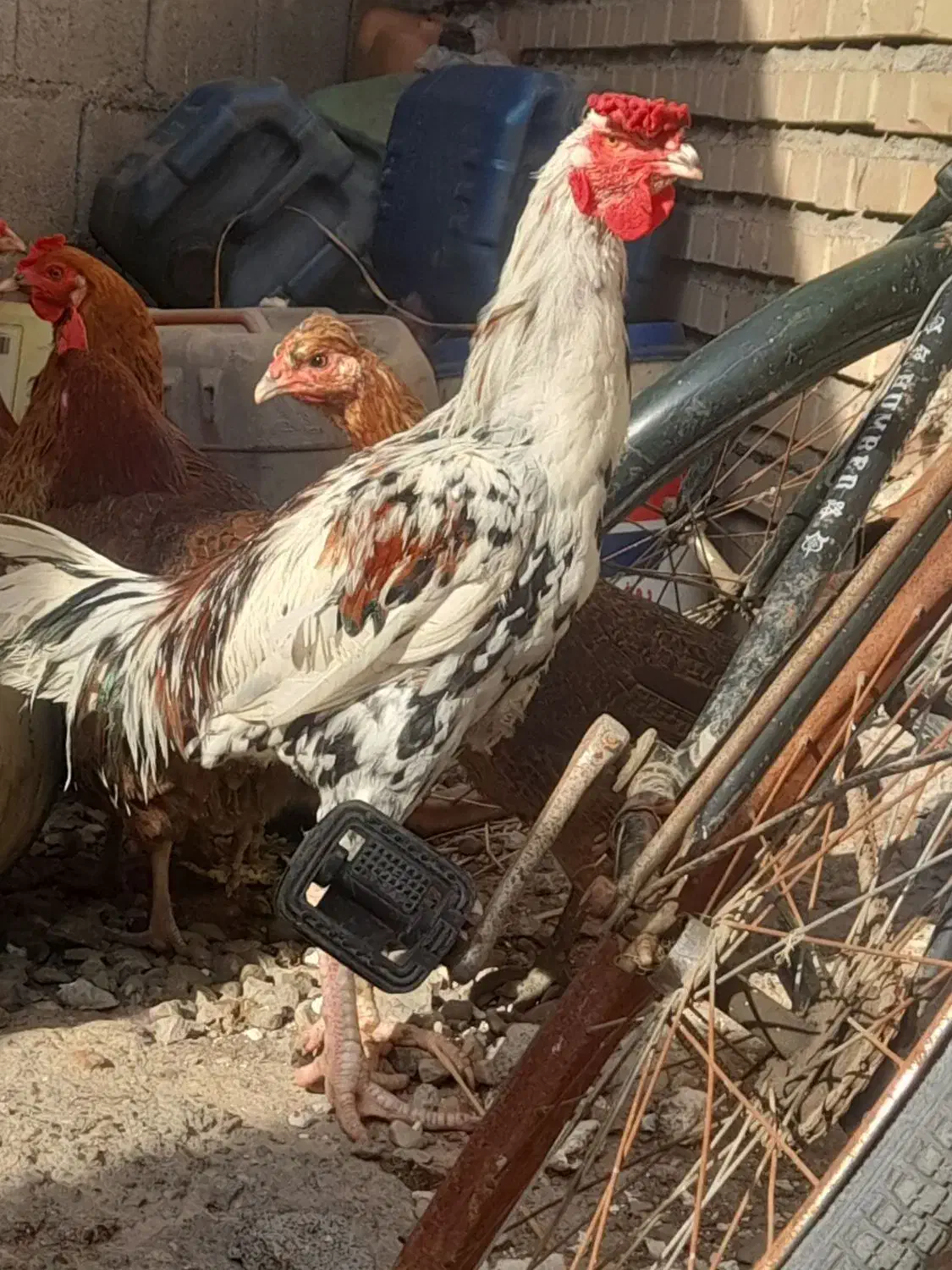 خروس لاری ۸ ماه|حیوانات مزرعه|نگین شهر, |دیوار