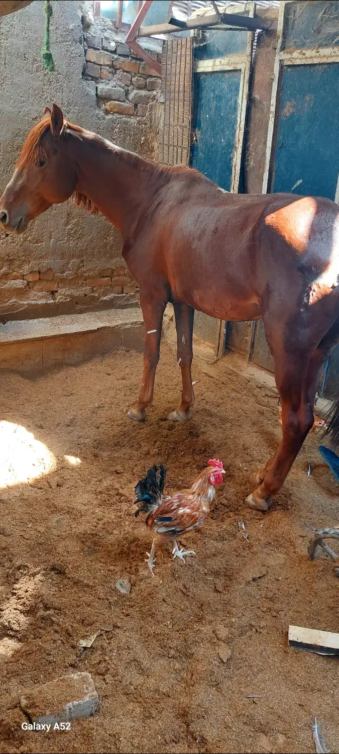 یک دونه اسب به فروش میرسد|اسب و تجهیزات اسبسواری|زابل, |دیوار