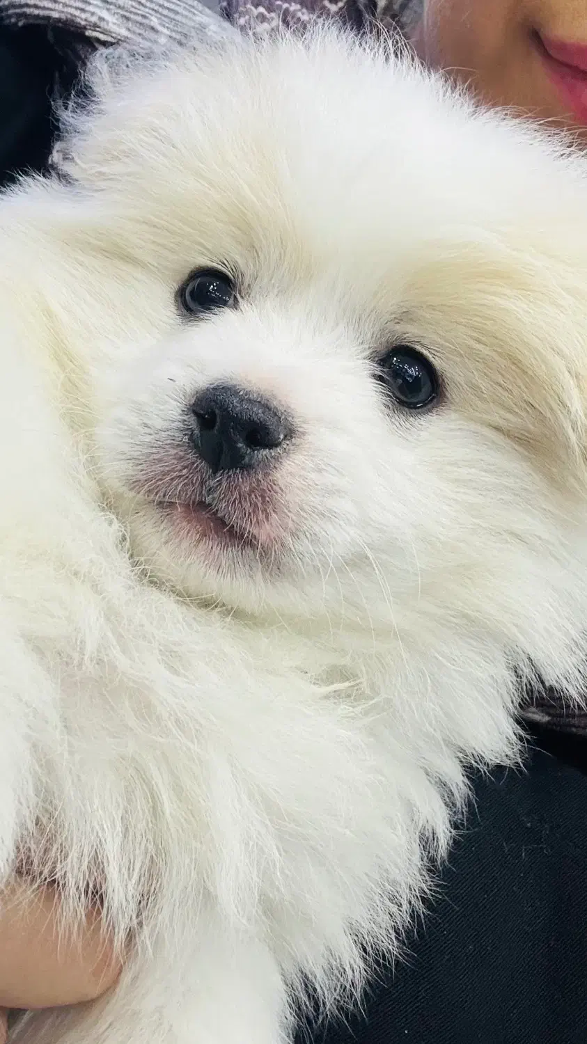 سگ پامر|سگ|فردیس, خیام شرقی|دیوار