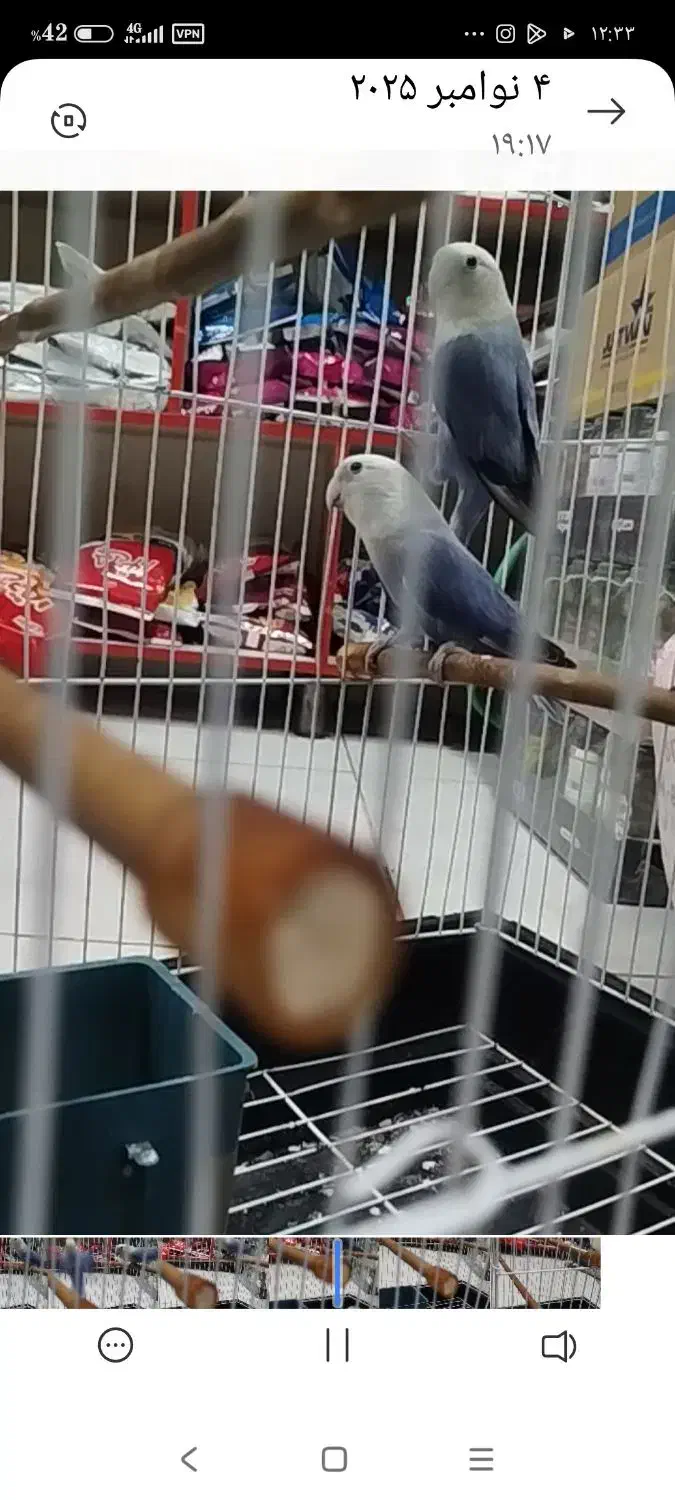 طوطی بریزیلی به شرط مولد|پرنده|امیدیه, |دیوار