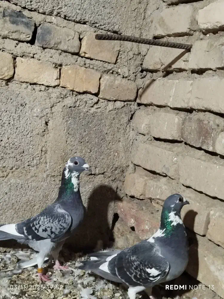 کبوتر مسافتی|پرنده|سیب و سوران, |دیوار