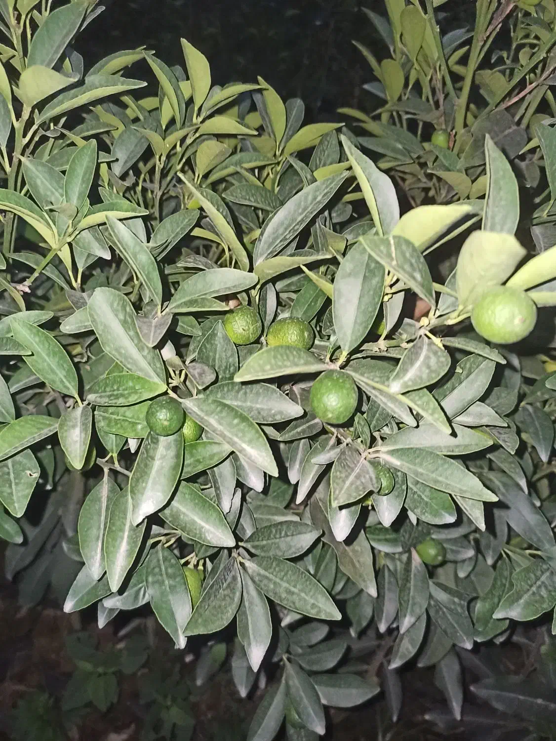 انواع نهال مرکبات|خدمات باغبانی و درختکاری|قائمشهر, |دیوار