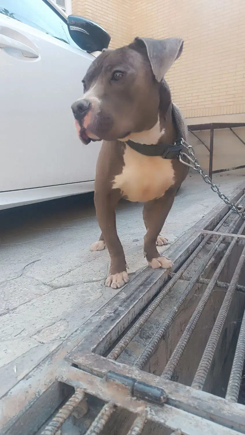 پیت بول نر|سگ|شیراز, کوی آزادگان|دیوار