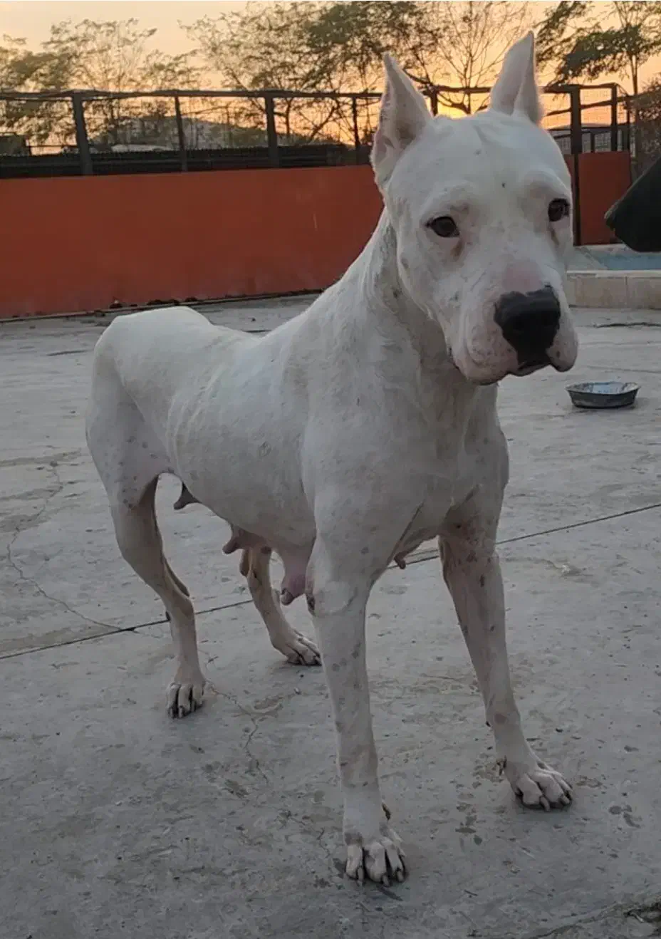 داگو|سگ|بومهن, |دیوار