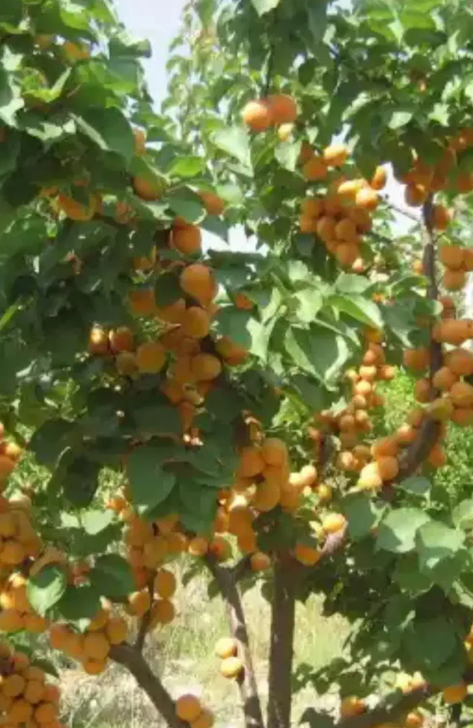 ۴۰قصب زمین ساردوئیه بادرخت ثمری|فروش زمین و ملک کلنگی|درب بهشت, |دیوار