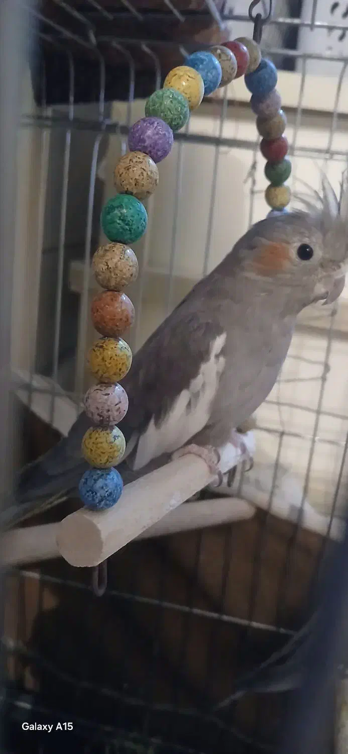 ۲ عدد عروس هلندی ماده بالغ|پرنده|اسلامشهر, شهرک محمدیه|دیوار