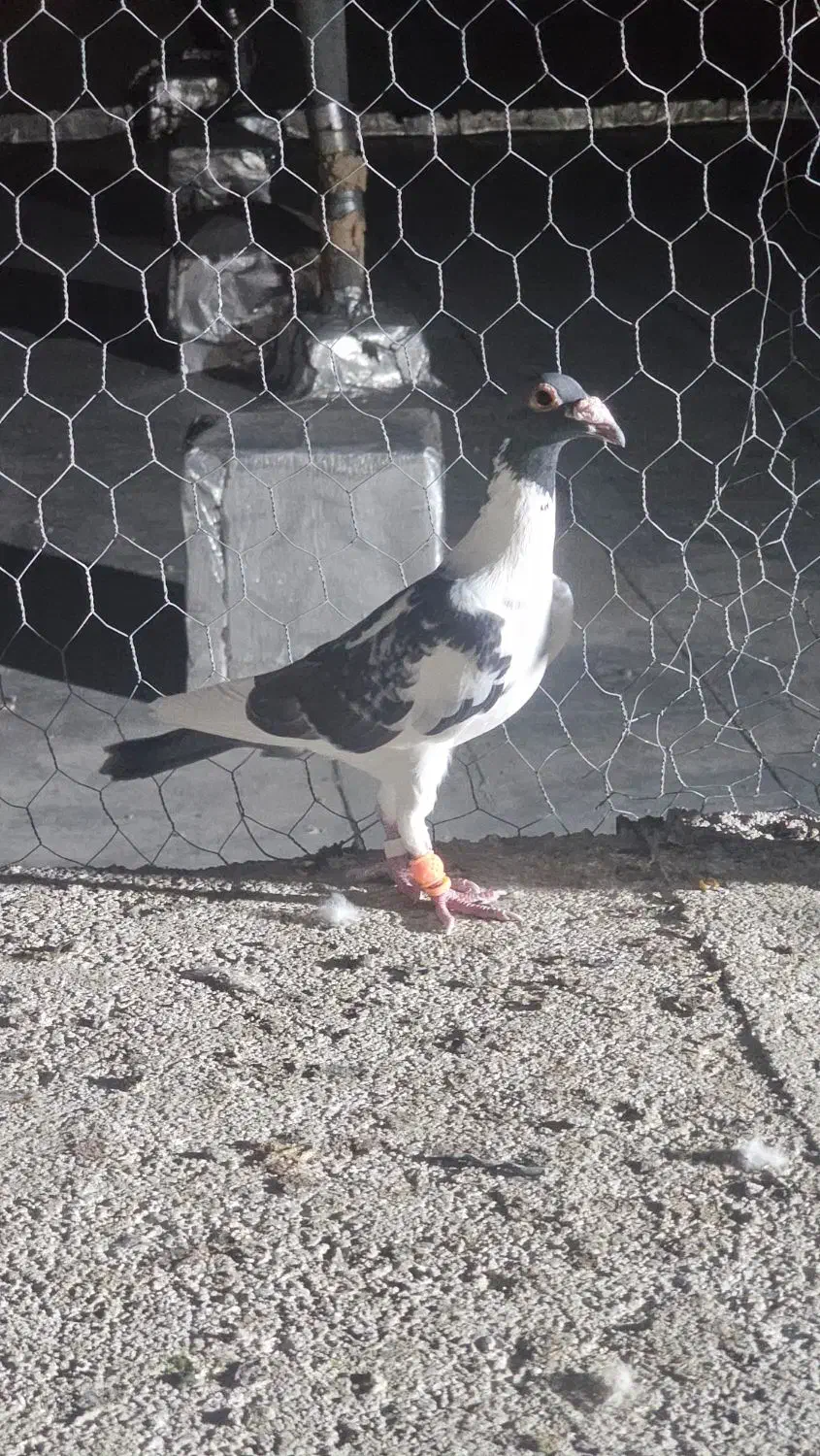 مگس عطیقه و ابلغ مگس بغدادی کفتر خوش استیل|پرنده|ایرانشهر, |دیوار