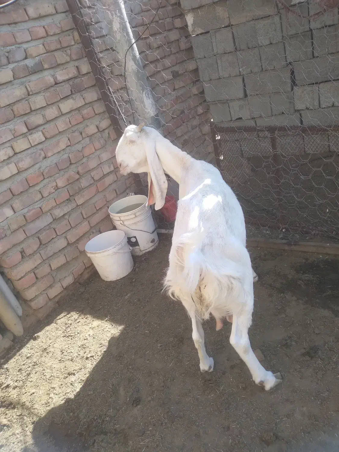 بز گلابی اصیل|حیوانات مزرعه|ایرانشهر, |دیوار