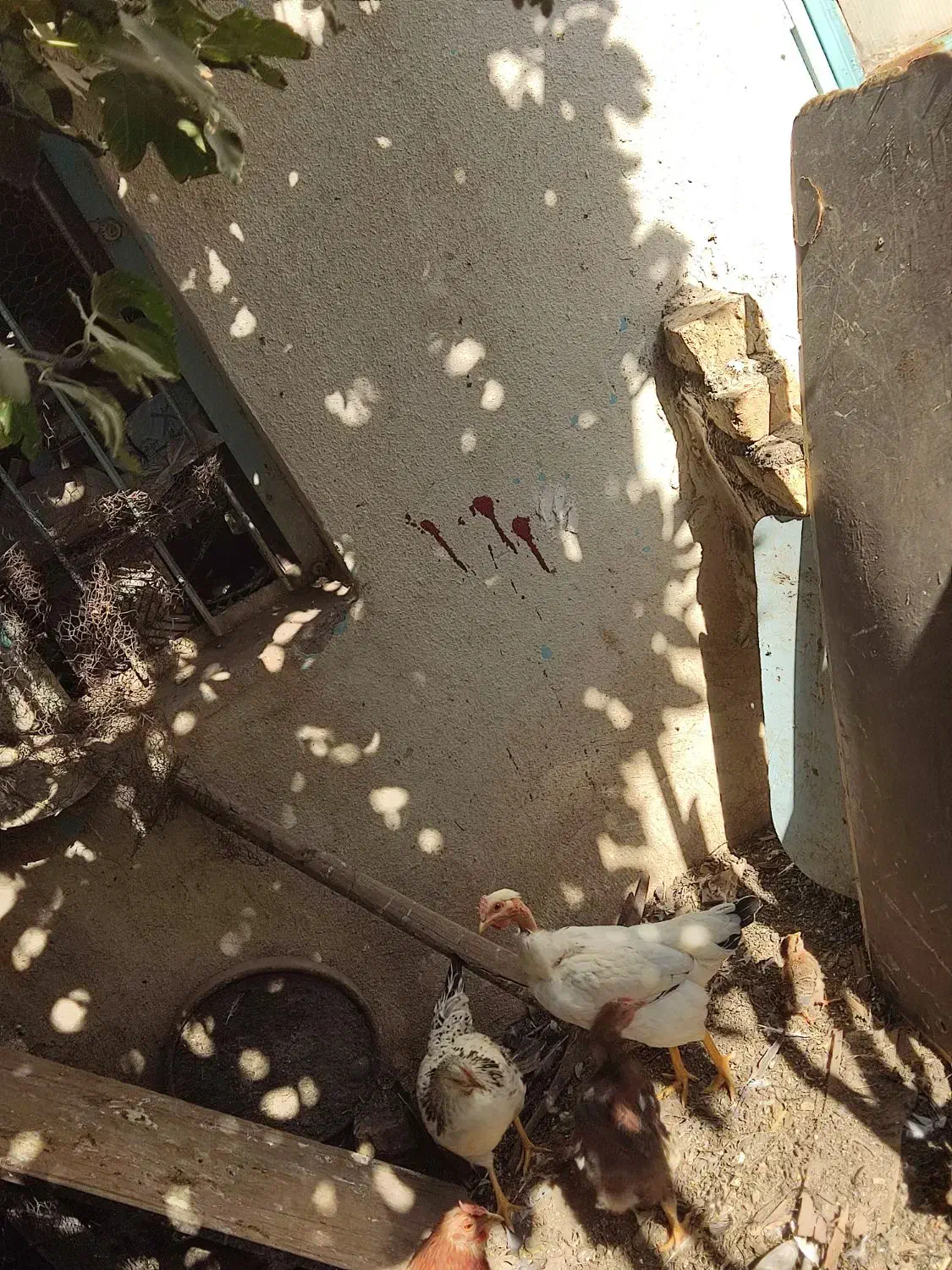 مرغ حرس با قیمت مناسب|حیوانات مزرعه|قم, قم نو|دیوار