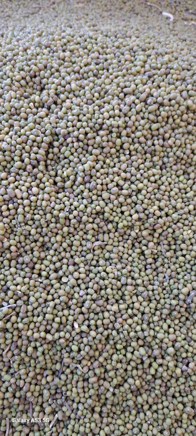 ماش دیم زودپخت|عمده‌فروشی|چناران, |دیوار