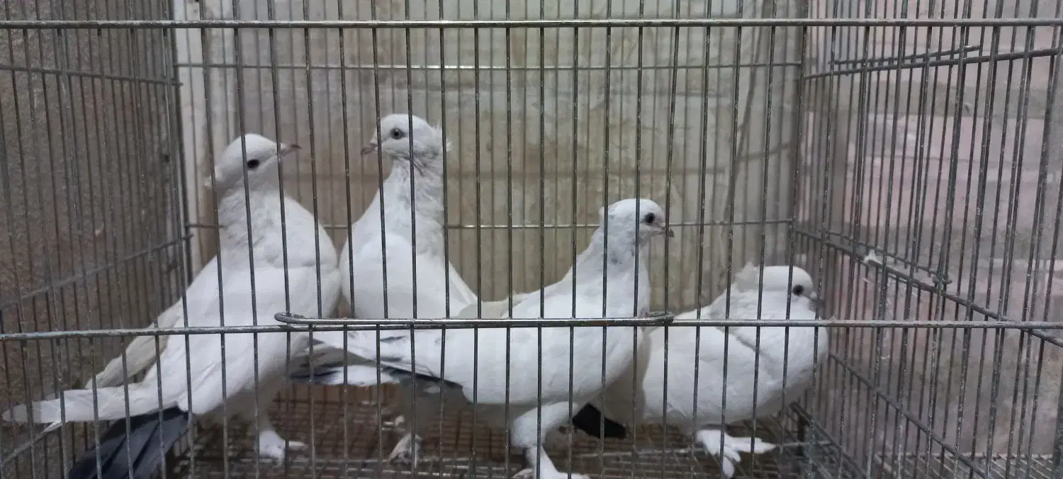 کبوتر ماده|پرنده|قم, کیوانفر|دیوار