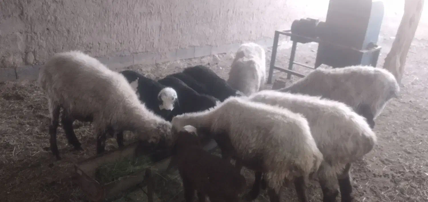 میش بره دار چهار تا نر یکی ماده بره ها بزرگ|حیوانات مزرعه|آشخانه, |دیوار