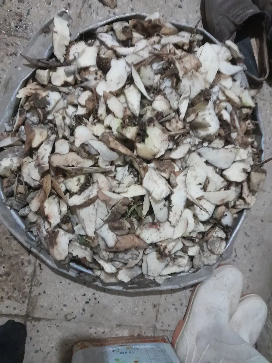 چغندر برای دامها|لوازم جانبی حیوانات|بروجرد, |دیوار