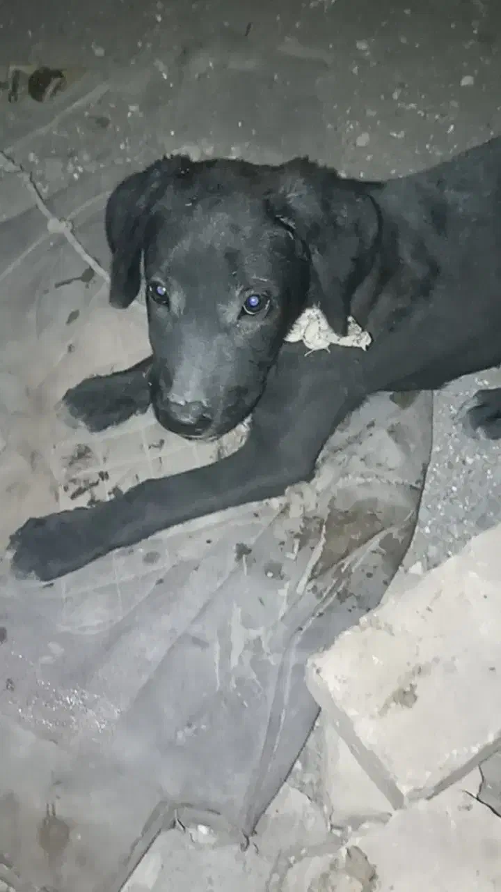 توله سرابی|سگ|یزد, |دیوار