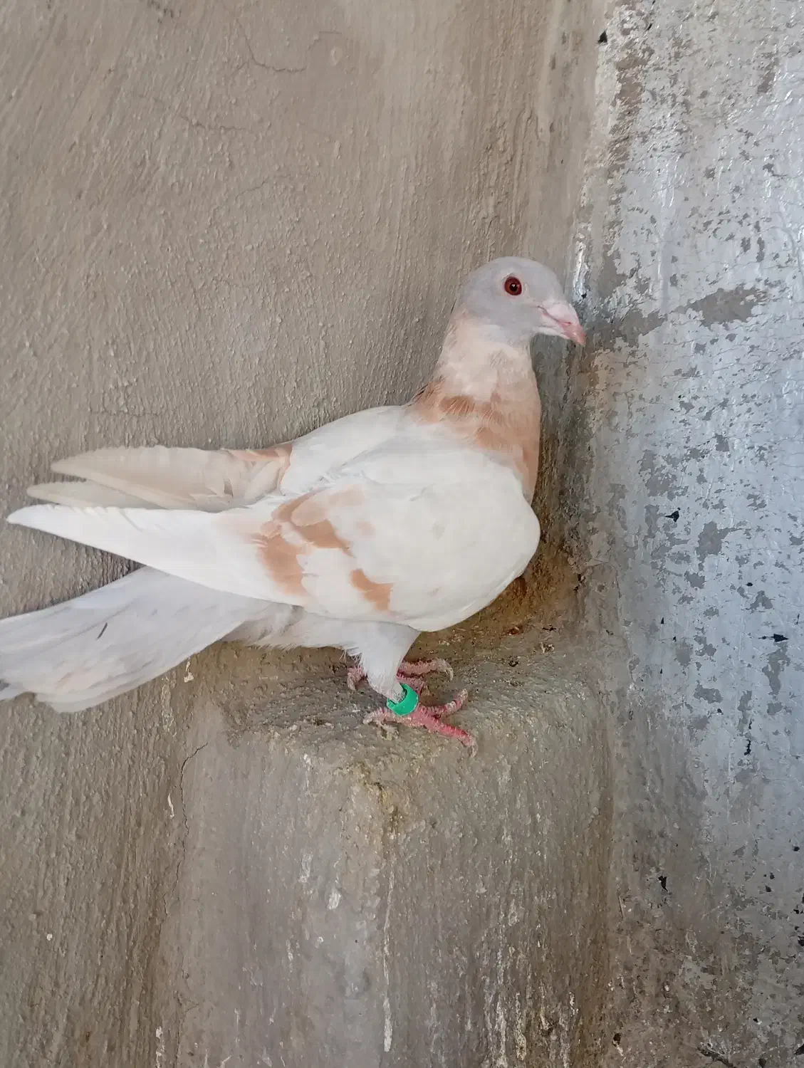 کبووتر|پرنده|آباده, |دیوار