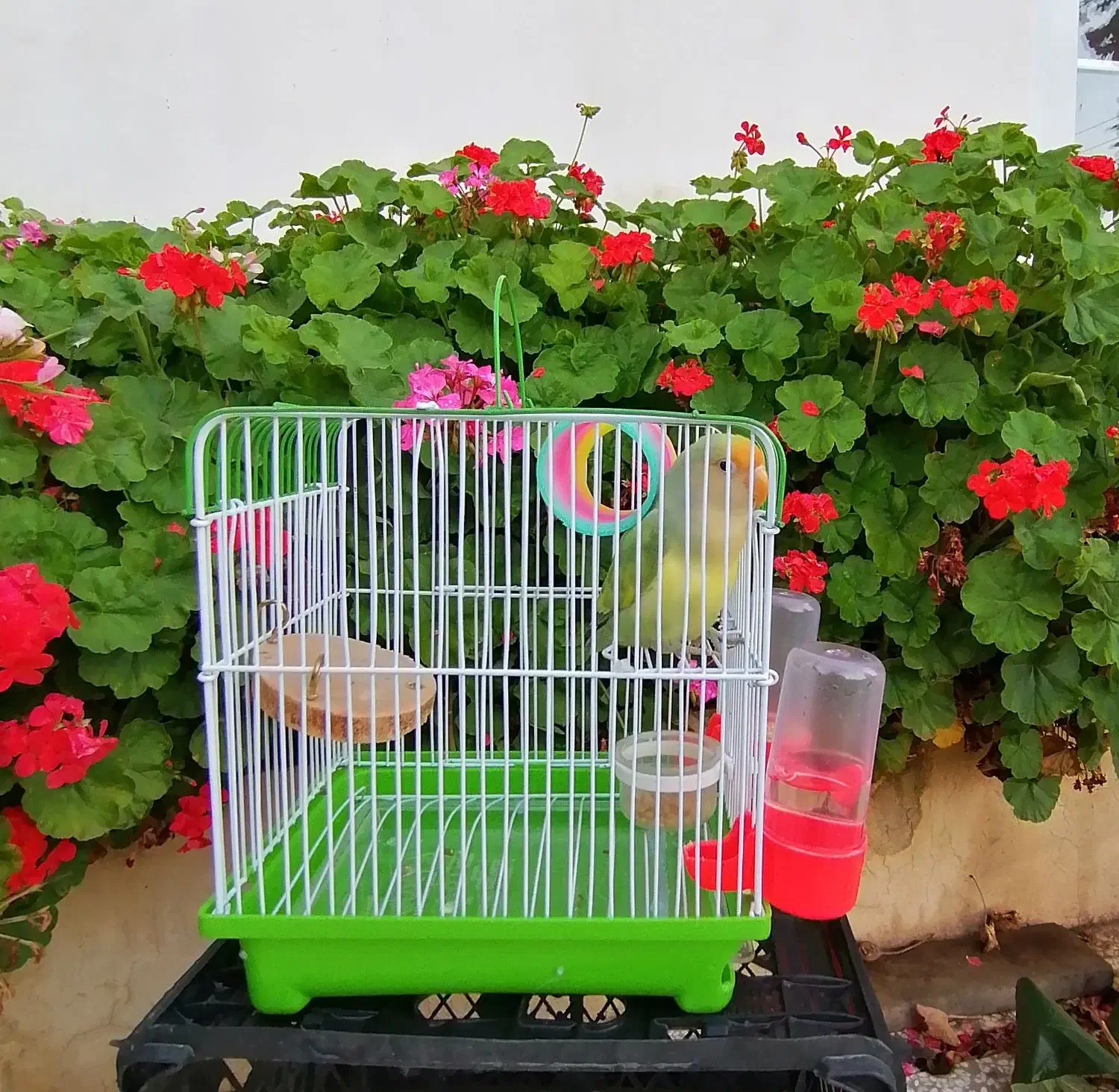 طوطی برزیلی هیبرید|پرنده|ساری, |دیوار