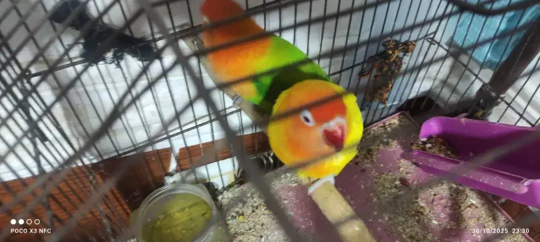 طوطی برزیلی نژاد انگلیسی|پرنده|بندر ماهشهر, |دیوار