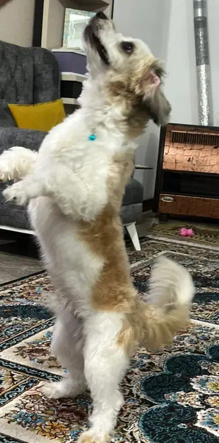 واگذاری فوری|سگ|تهران, وحیدیه|دیوار