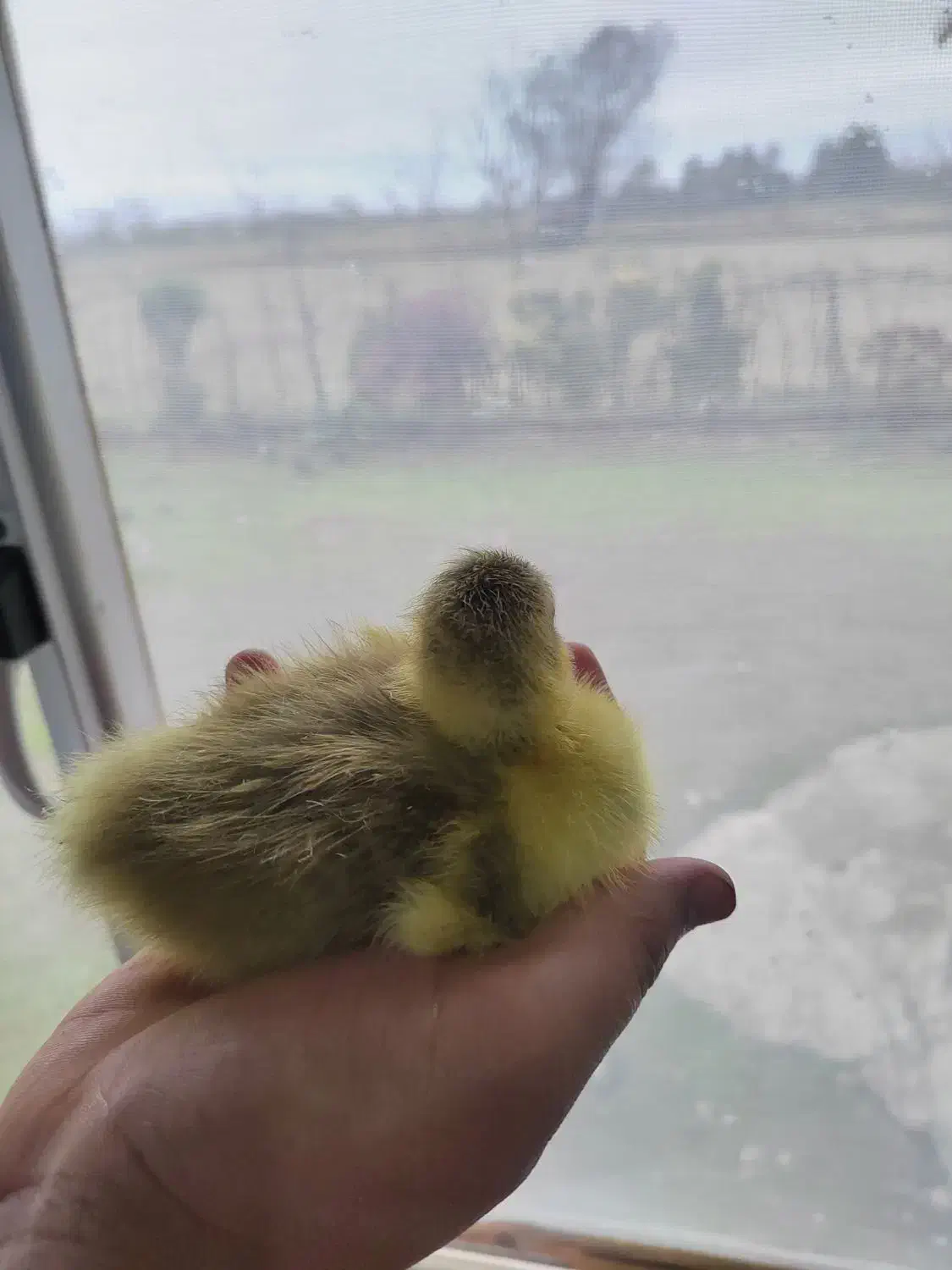 جوجه غاز محلی|حیوانات مزرعه|رضوانشهر, |دیوار