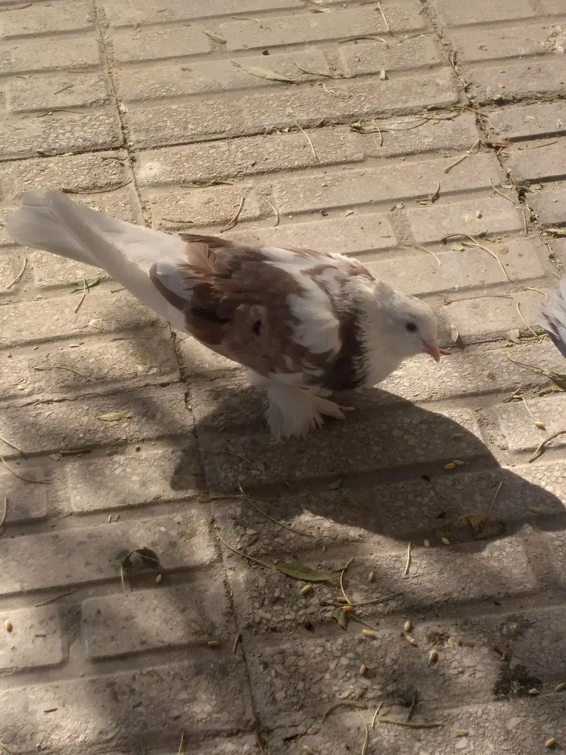 کبوتر فرشی|پرنده|مهاجران, |دیوار