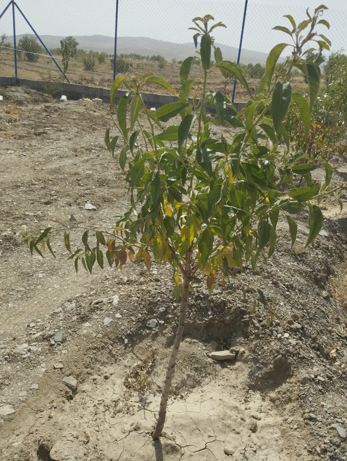 باغ بادام|فروش دفتر صنعتی، کشاورزی، تجاری|گلپایگان, |دیوار