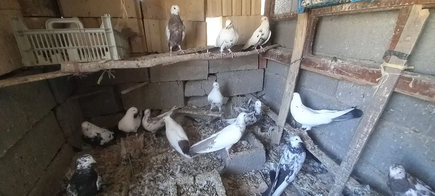 کفتر دمبی همه رنگ|پرنده|آذرشهر, |دیوار