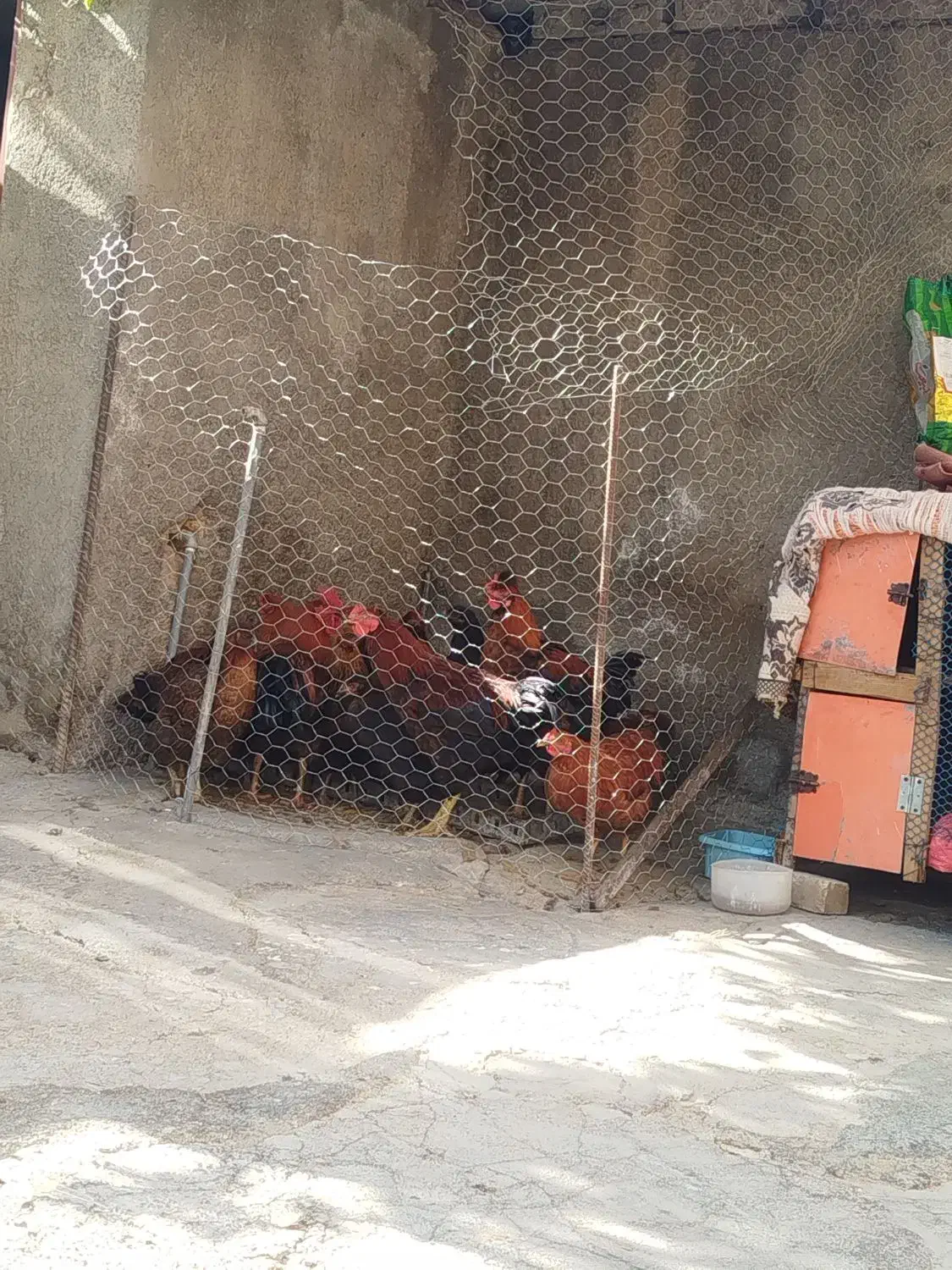 مرغ خروس تازه ب تخم گزاری آمدن|حیوانات مزرعه|گوآور, |دیوار