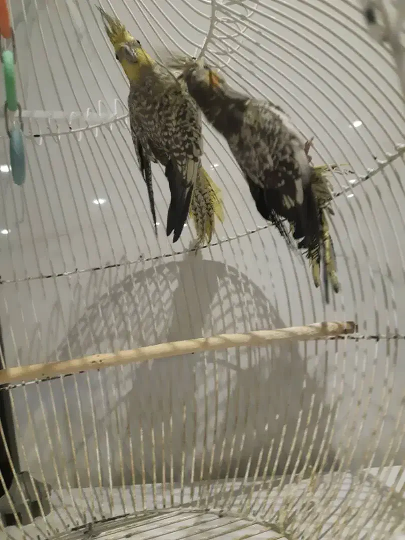 عروس هلندی|پرنده|قم, زینبیه|دیوار