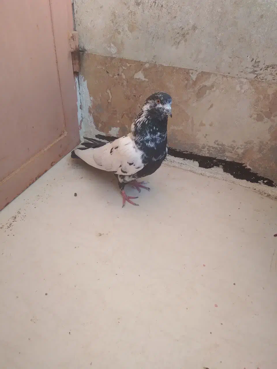 کبوتر ب دردبخور|پرنده|محلات, |دیوار