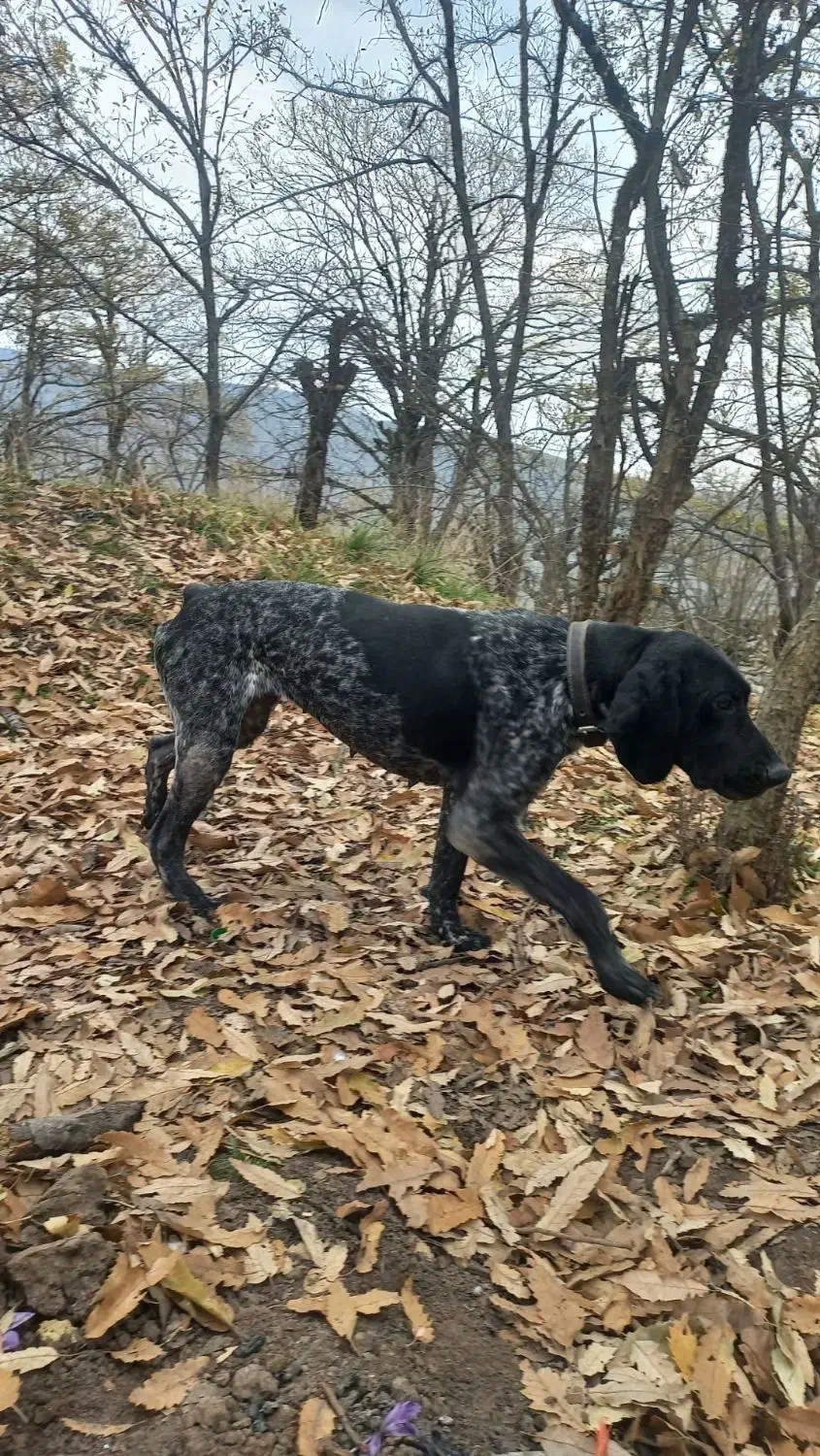 توله شکاری المانی|سگ|گالیکش, |دیوار