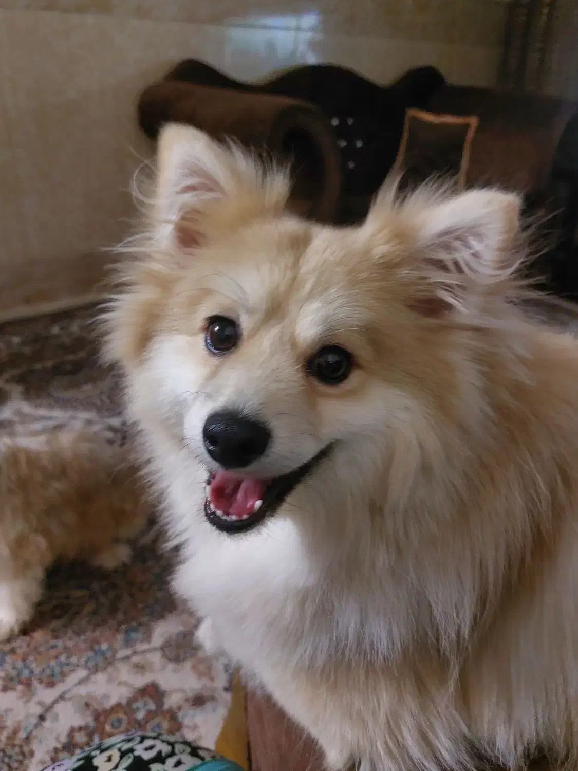 پت بازیگوش و خوشگل روباهی|سگ|قم, دروازه ری|دیوار