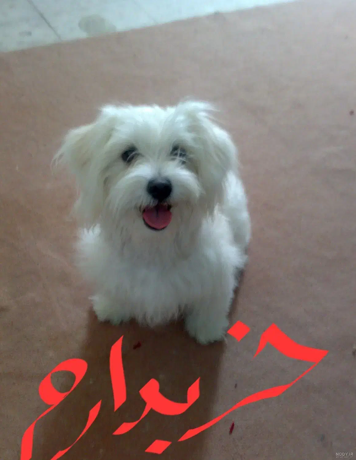 سگ پاکوتاه شیتزو|سگ|خسروشاه, |دیوار