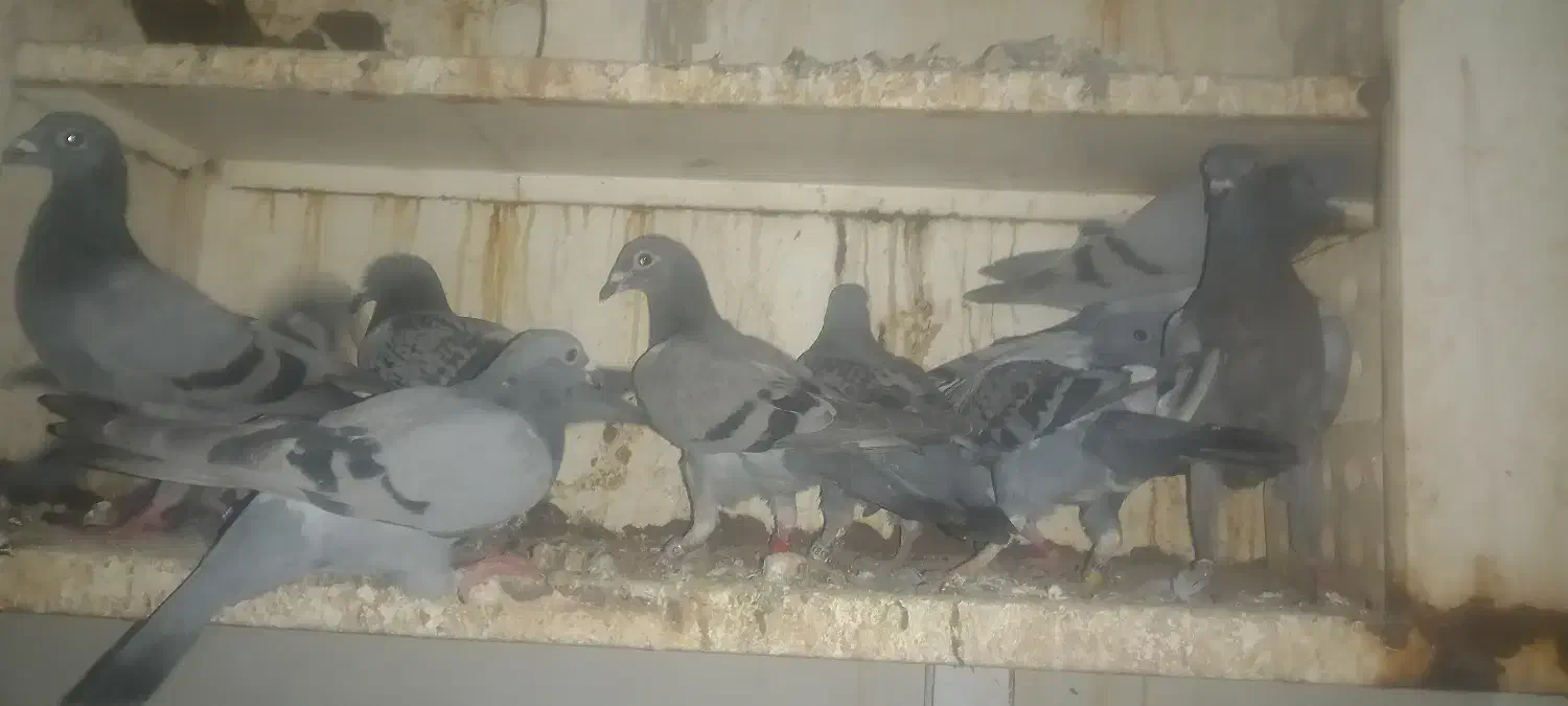 جوجه پلاکی هیچ پری|پرنده|باوی, |دیوار