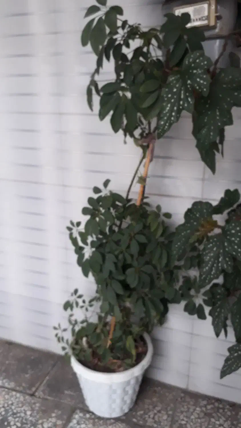 گل شلفرا|گل و گیاه طبیعی|قائم‌شهر, |دیوار