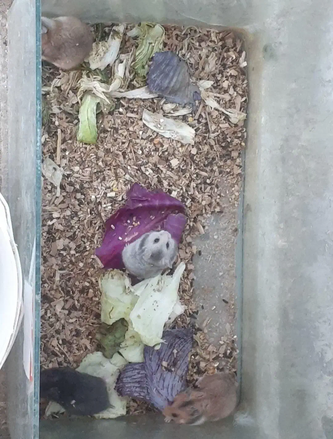 دنیای همستر|موش و خرگوش|اصفهان, ناصرخسرو|دیوار