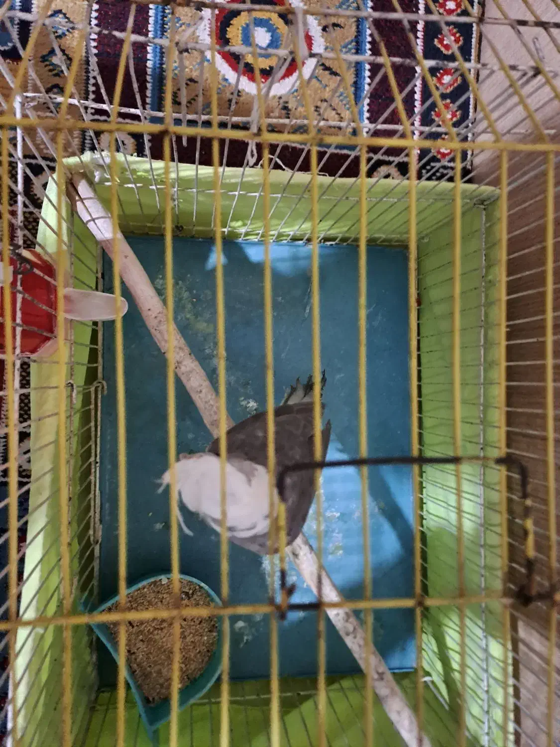 عروس هلندی وایت فیس|پرنده|قرچک, داوود آباد|دیوار