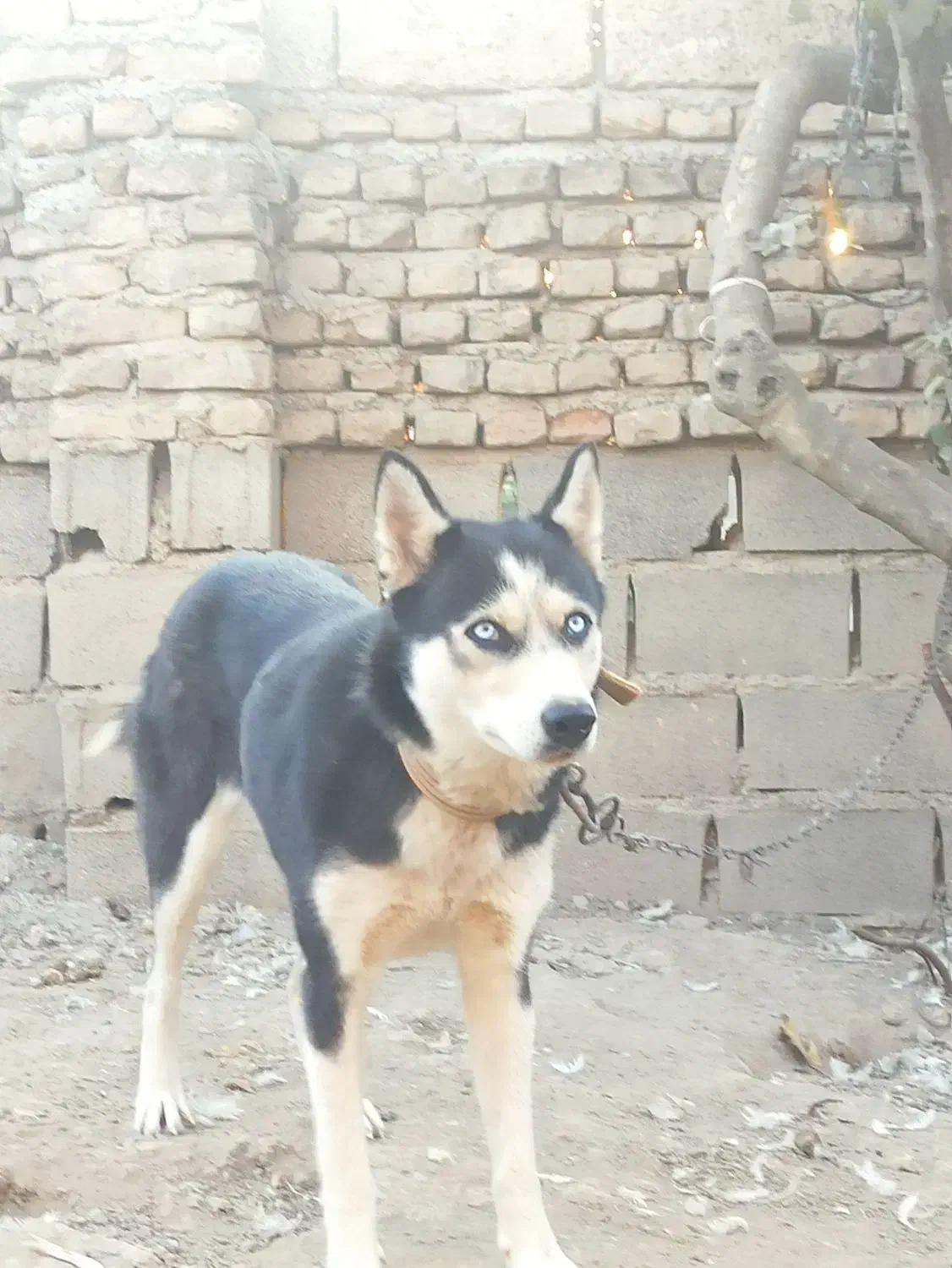 سگ هاسکی قیمت پایین|سگ|آزادشهر, |دیوار