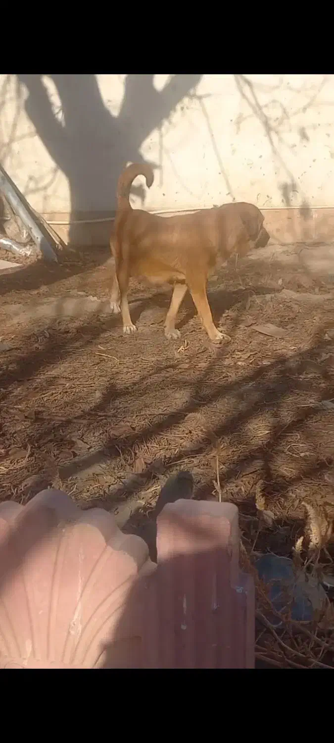 سگ پژدر|سگ|چهارباغ, |دیوار