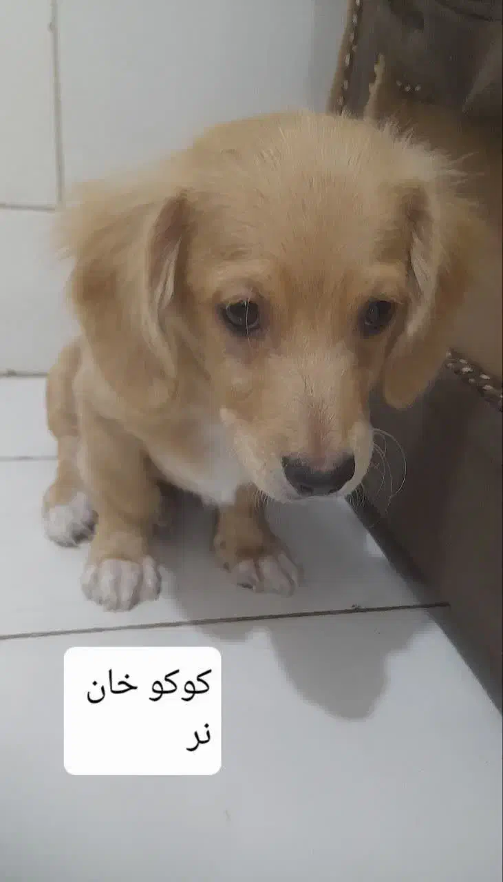 توله های باهوش|سگ|کاشان, فاز ۲ ناجی آباد|دیوار