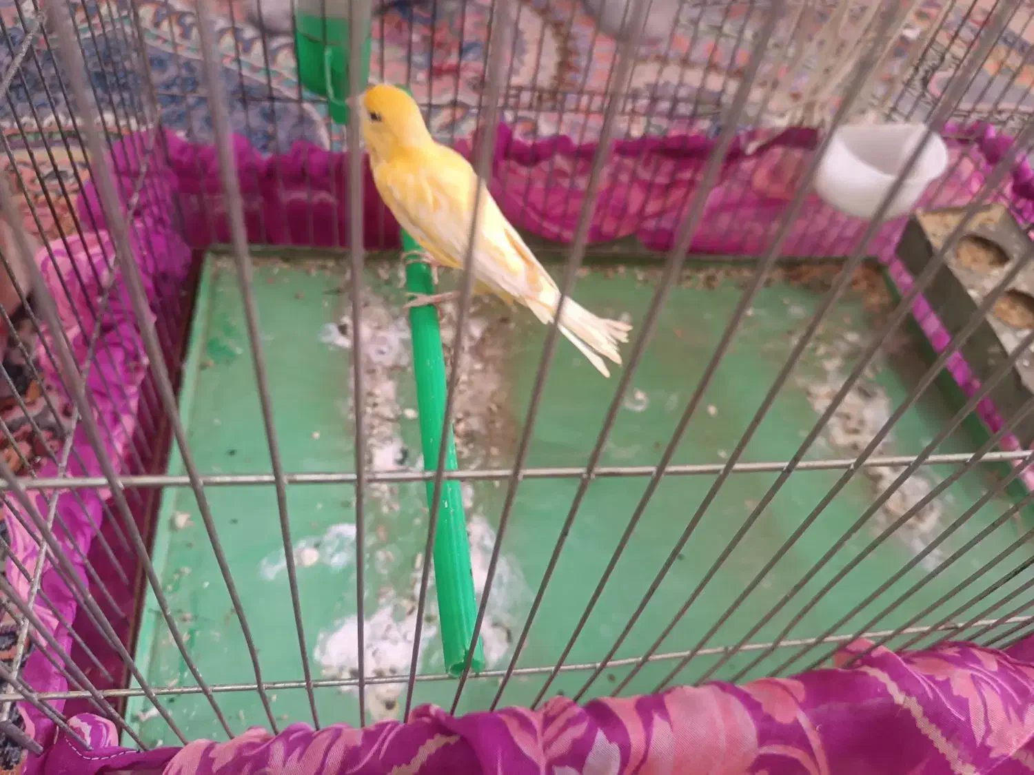 قناری نر|پرنده|بروجرد, |دیوار